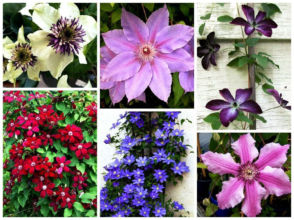 клематисы смесь сортов. клематис типы. клематис petit faucon. клематис (сорт rooran). клематис видовой.