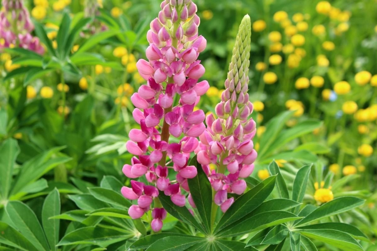 My plant flowers. Люпин цветок. Люпин Ноблемейден. Люпин (Lupinus). Люпин соцветие.