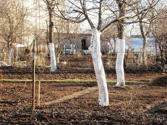 Зачем побелка на деревьях