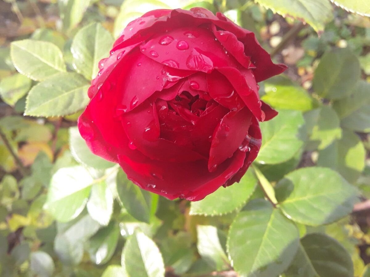 роза таберли фото