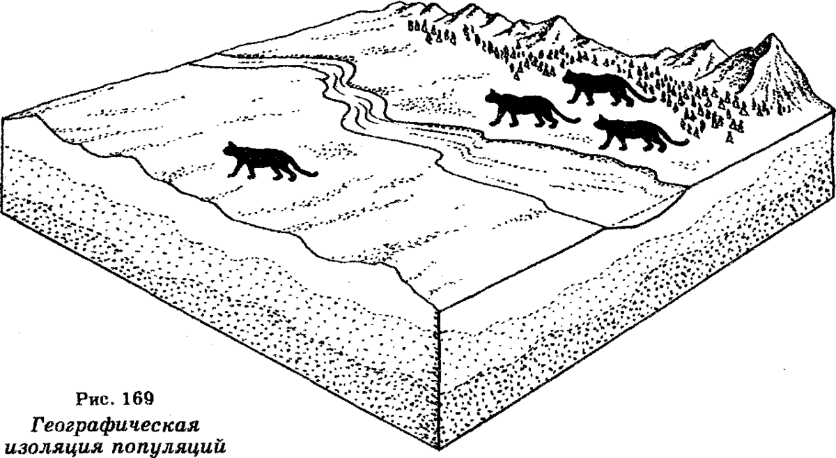Пути эволюции рисунок. Пространственная изоляция популяций. Географическая изоляция. Географическая изоляция это в биологии. Изоляция популяции примеры.