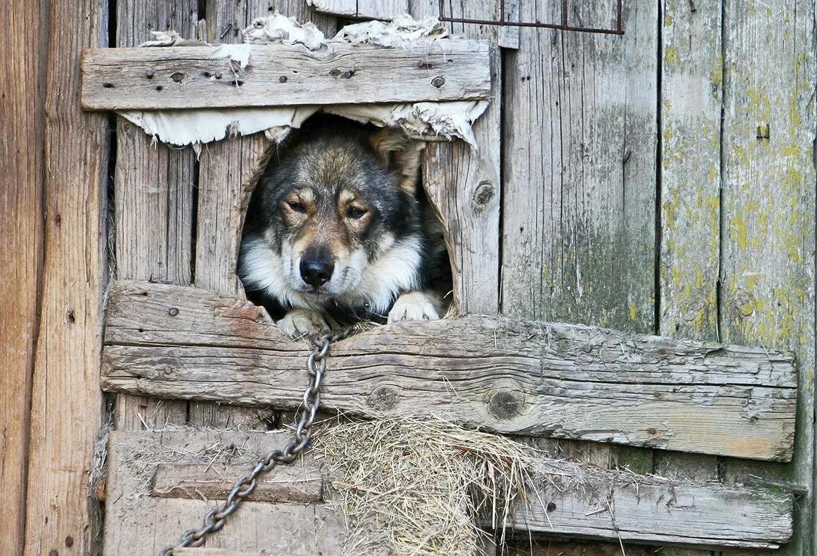 Собака на цепи. Будка для собаки. Собака еа цепке в будке. Собака в будке на цепи. Пес в конуре.