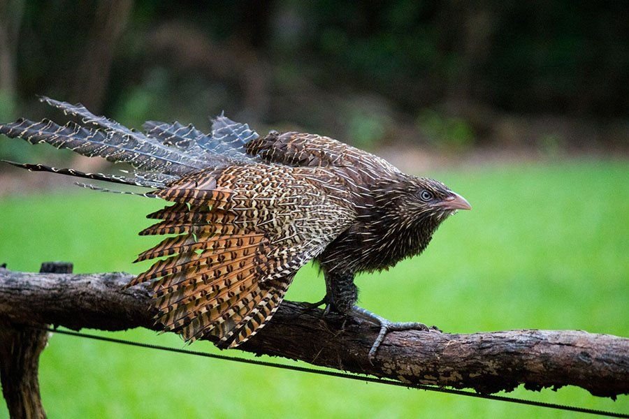 Greater Coucal Nest