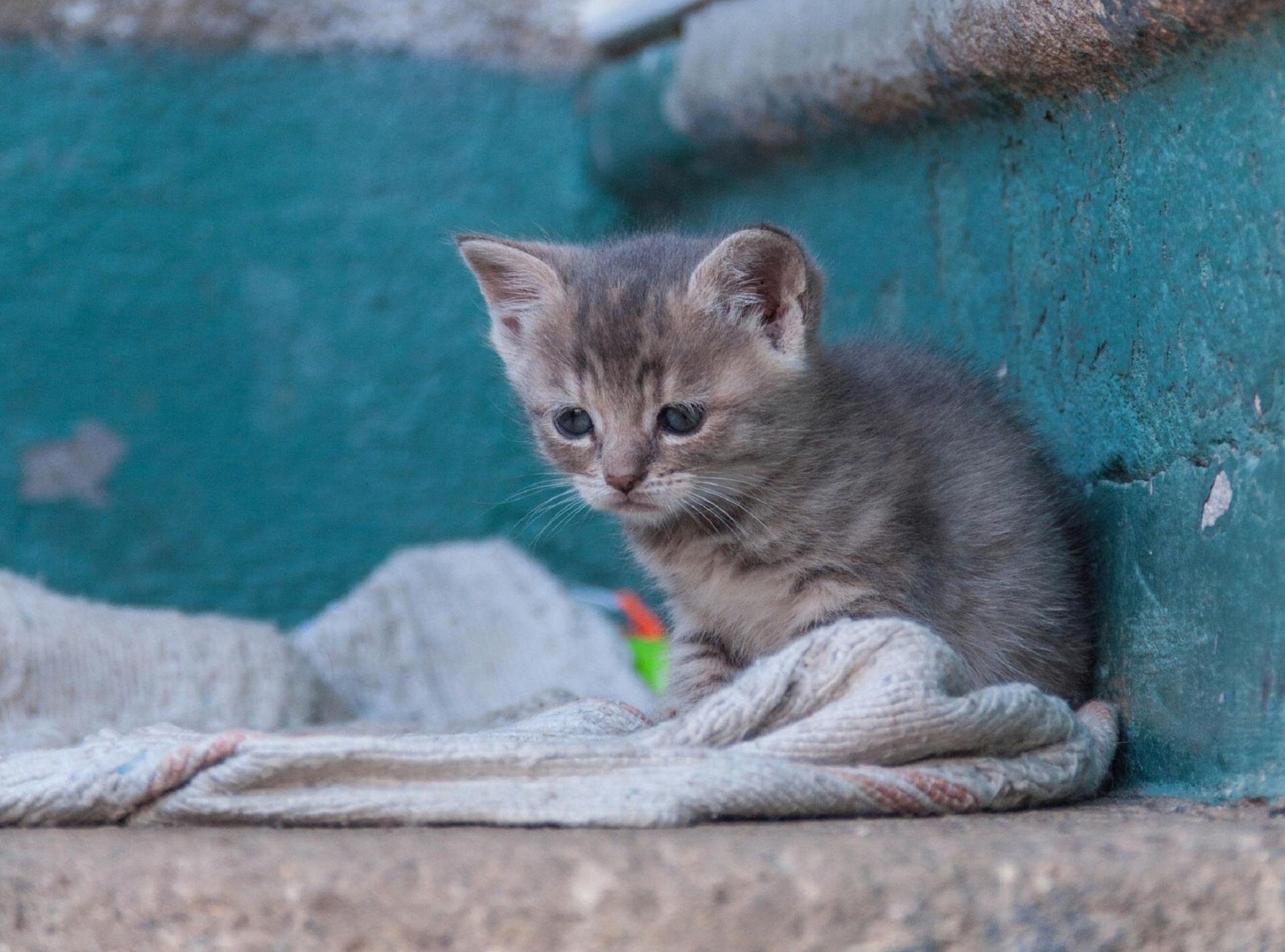 Котенок с улицы. Бездомные котята. Бездомный кот. Уличный котенок. Брошенный котенок.