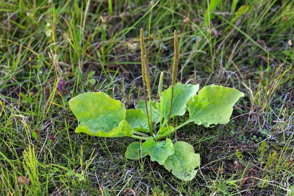 Подорожник какое растение. Подорожник Луговой. Подорожник (Plantago). Подорожник ( Plantago Major). Подорожник Лесной.