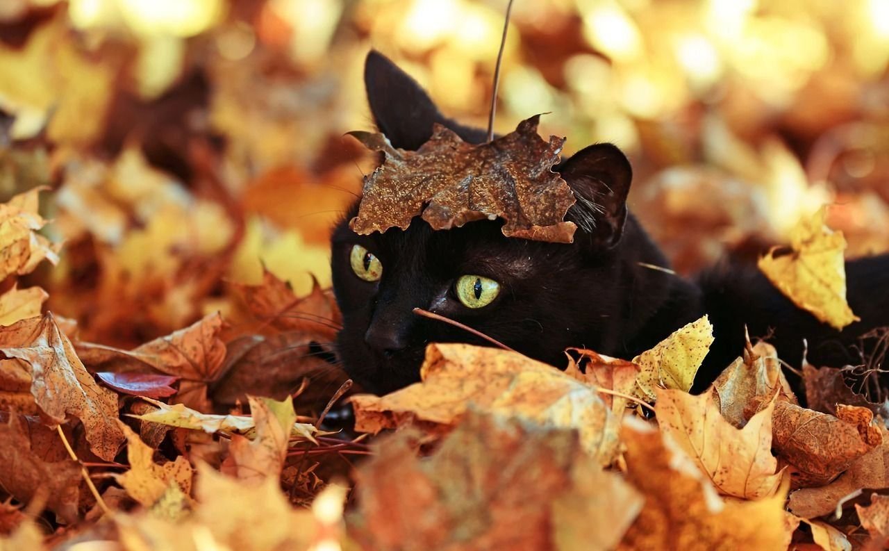 Кошка в осенней листве