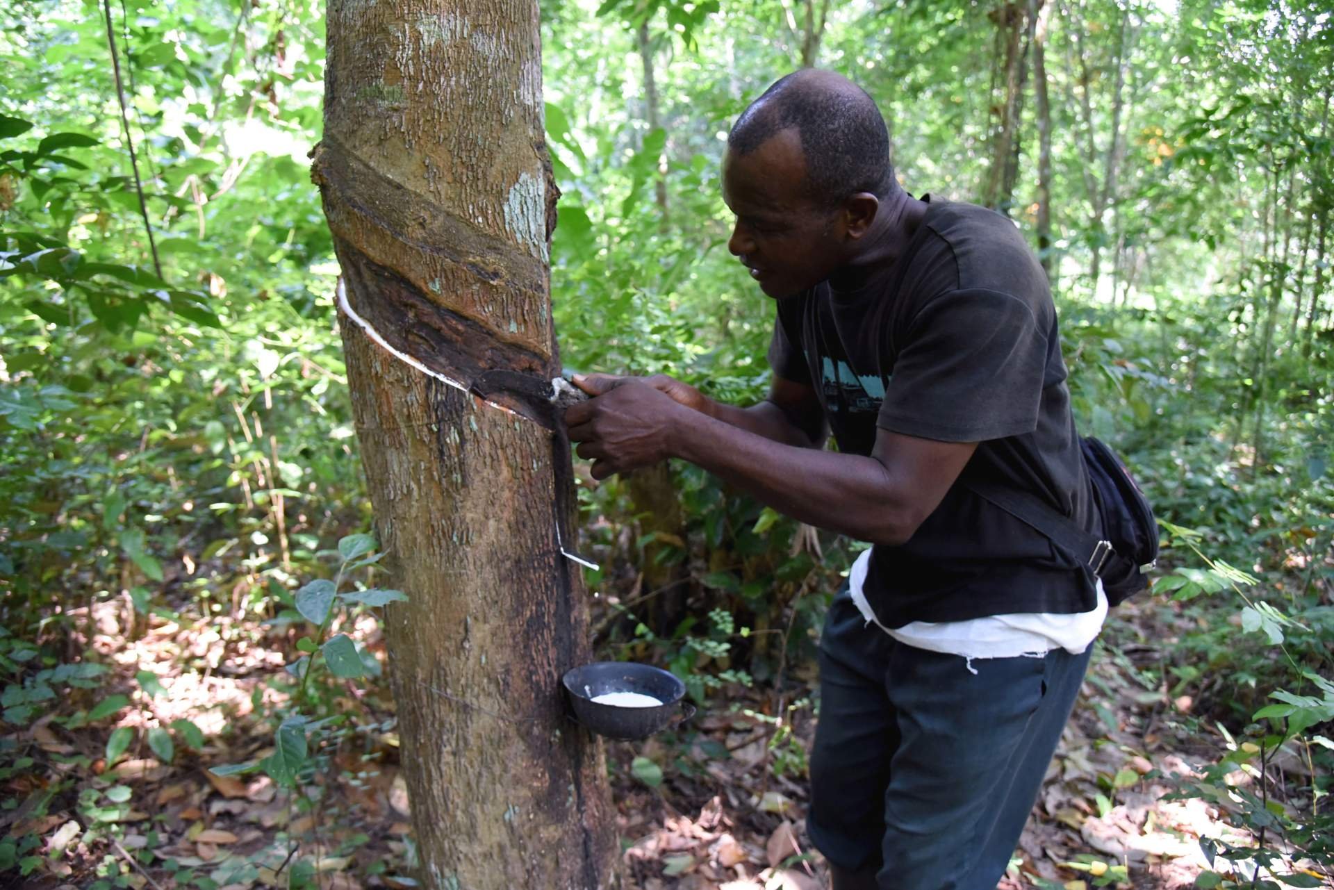 Rubber Tree Harvest