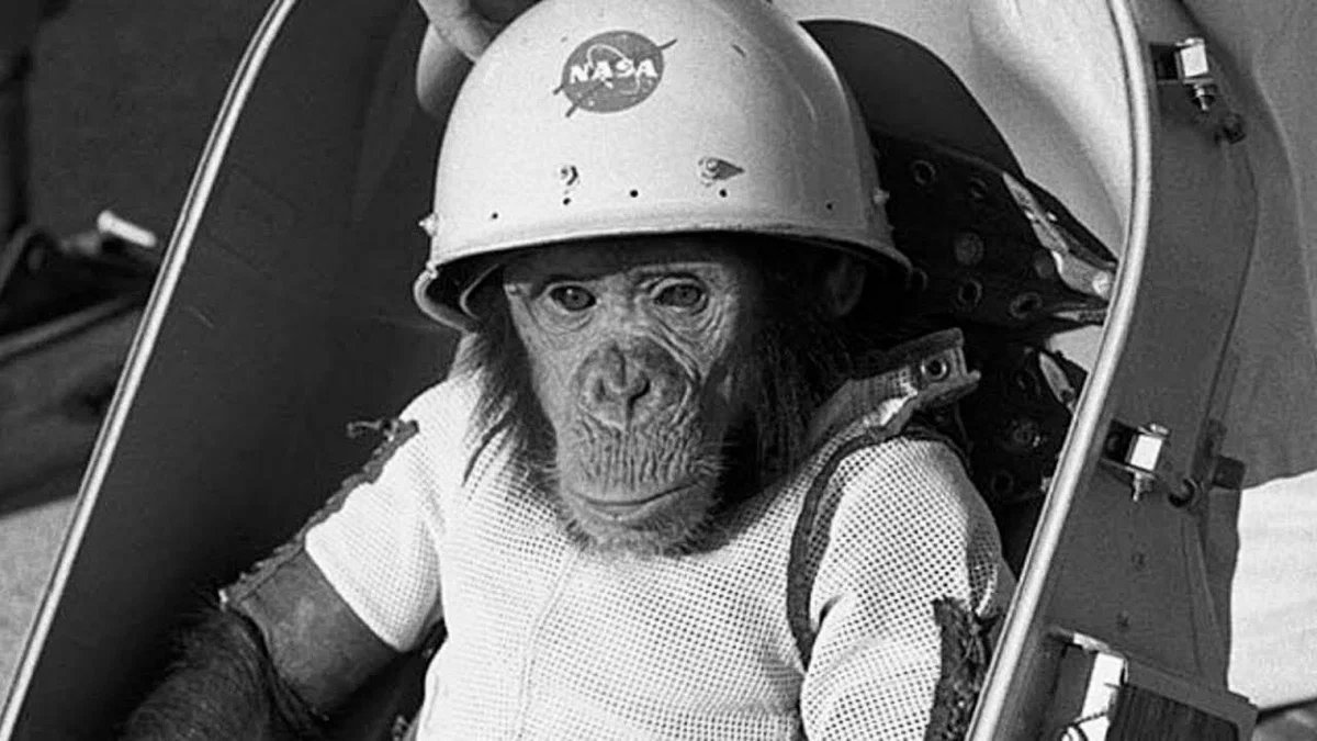 Космические обезьяны. Обезьяны в космосе Энос. Хэм первый шимпанзе-астронавт. Хэм обезьяна космонавт. Шимпанзе Энос космонавт.