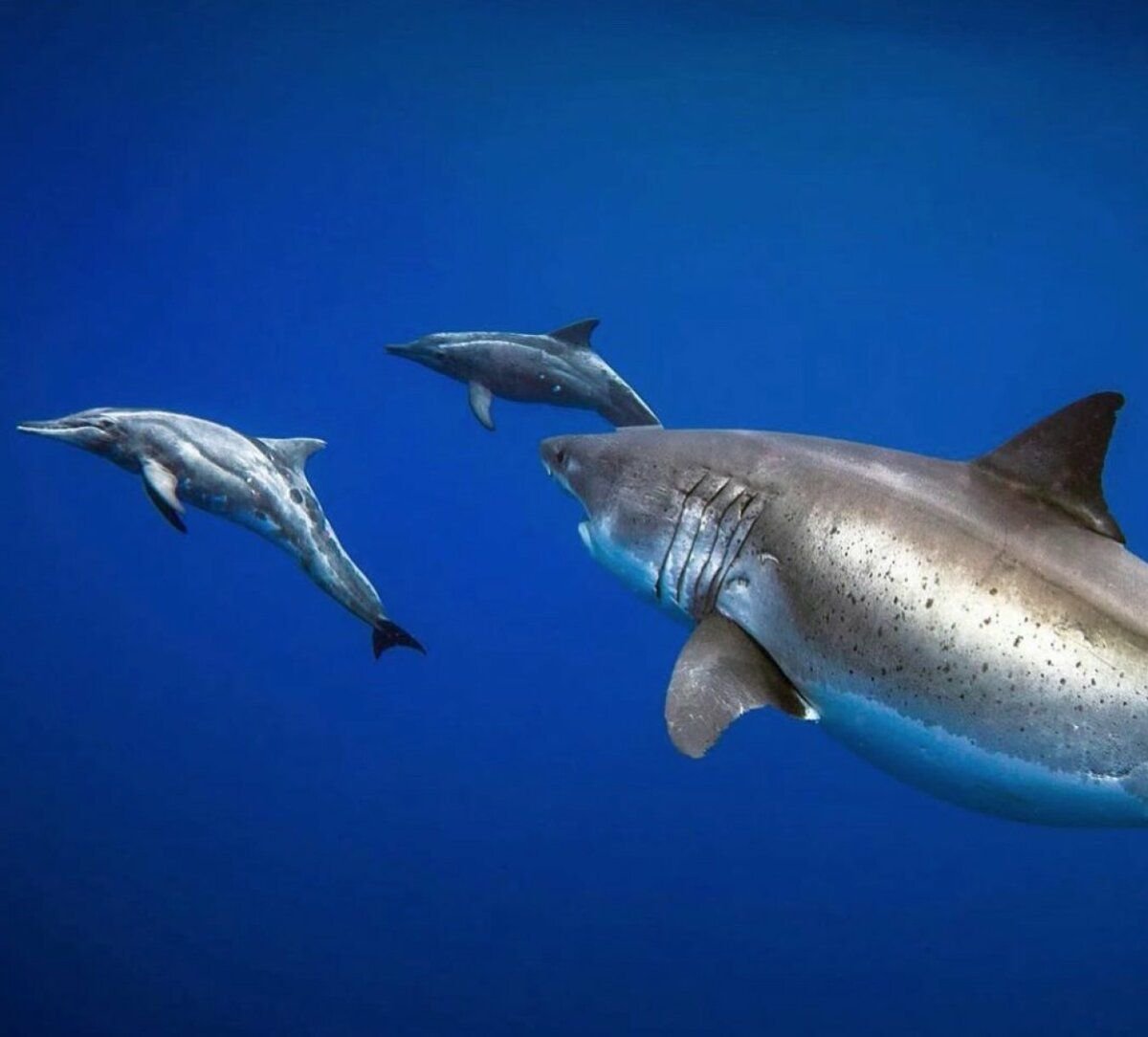 Почему акулы постоянно в движении. Альбакорская акула. Акула и Дельфин. Дельфины против акул. Дельфины атакуют акулу.