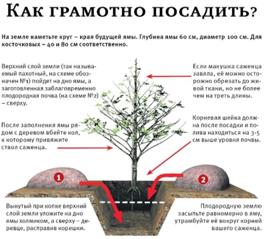 Схема посадки саженцев плодовых деревьев в саду