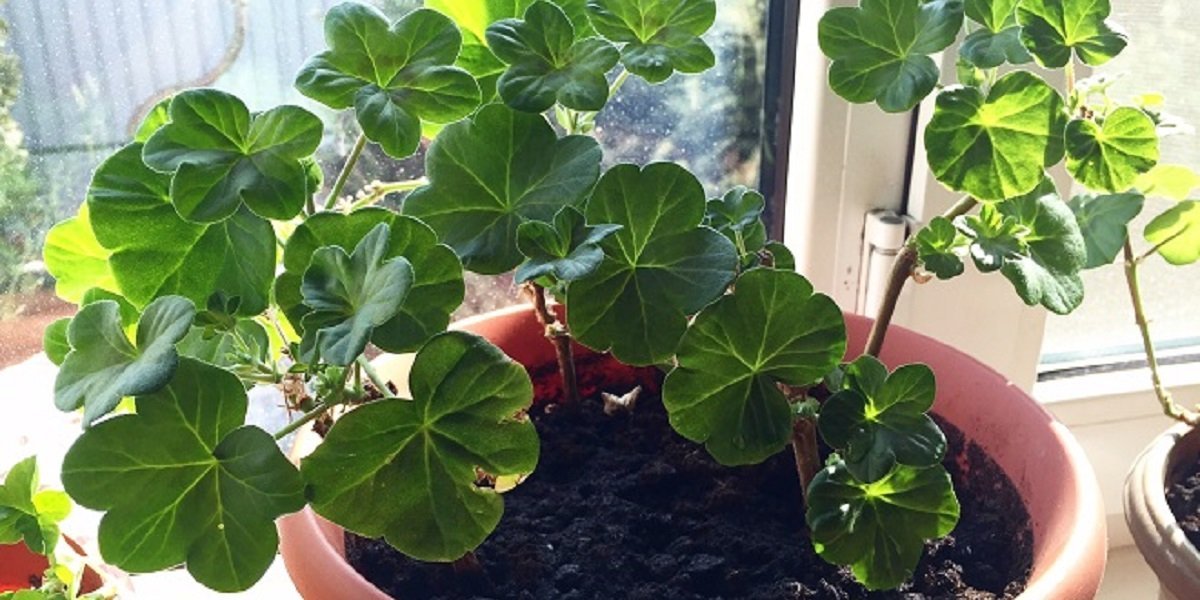 Герань цветущая. Red spider пеларгония. Ампельная герань заболевание. Пеларгония зональная листья. Почему герань не цветет а растет только.