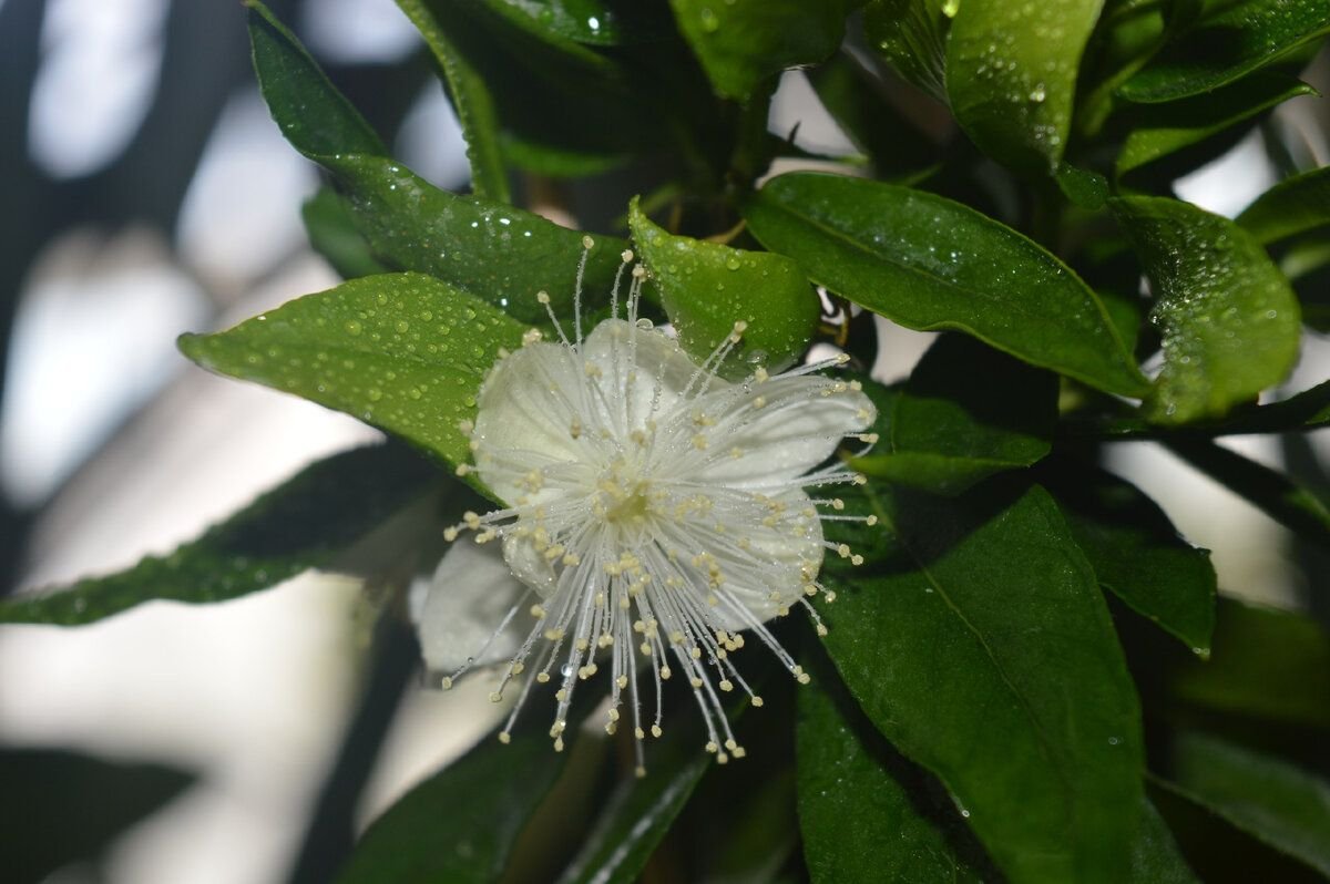 Цветок чайное дерево комнатное растение фото