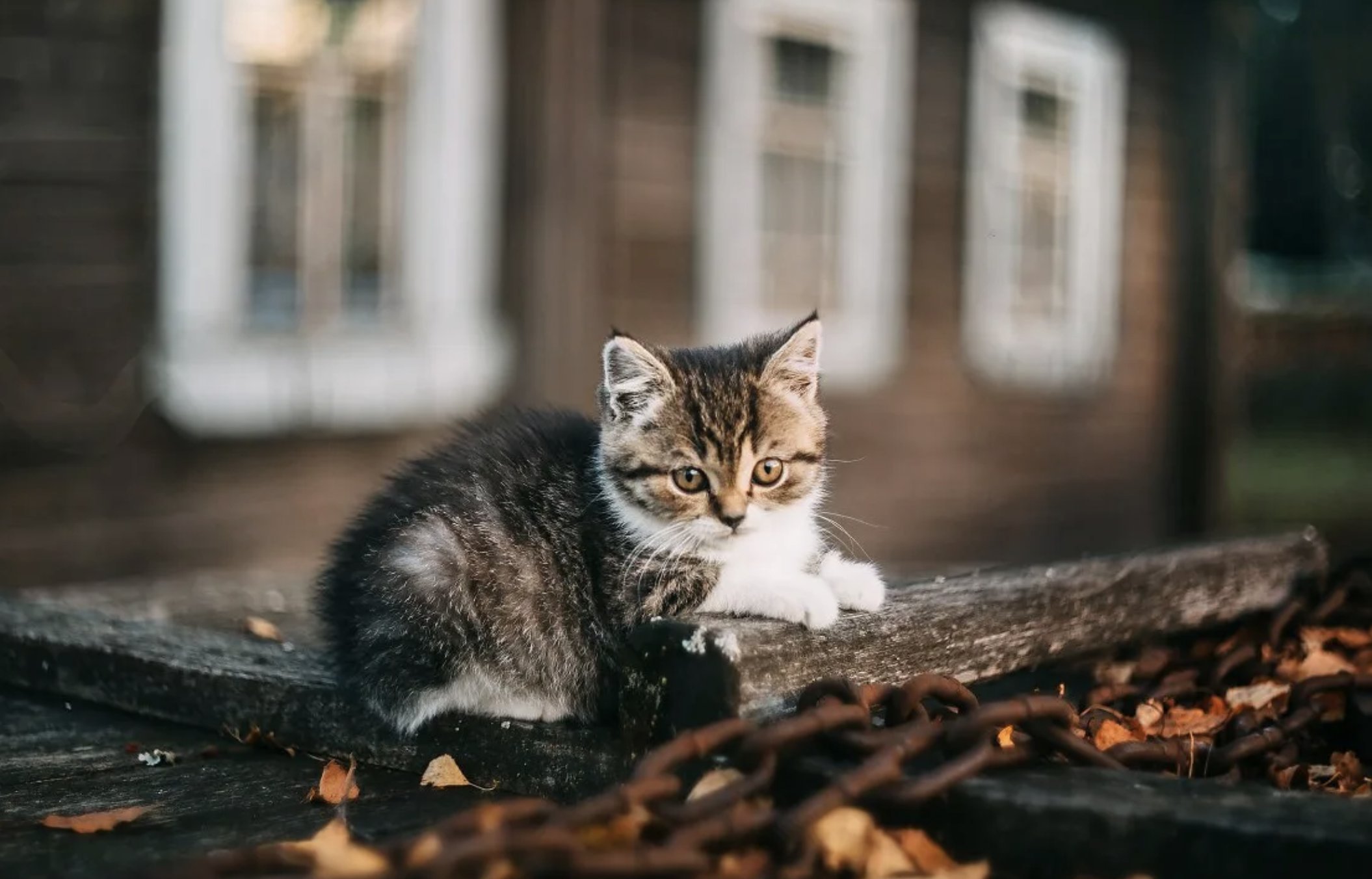 Старая кошка в доме