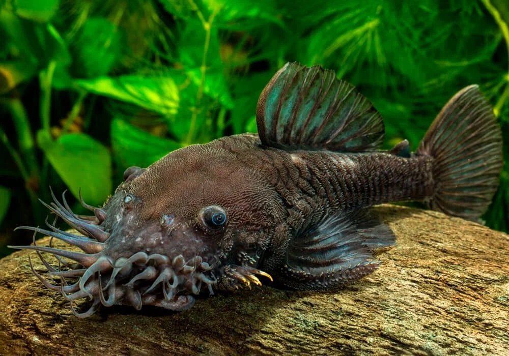 рыба чистильщик аквариума. рыба чистильщик аквариума. лорикария красная. рыба чистильщик аквариума. аквариумная рыбка сомик прилипала.