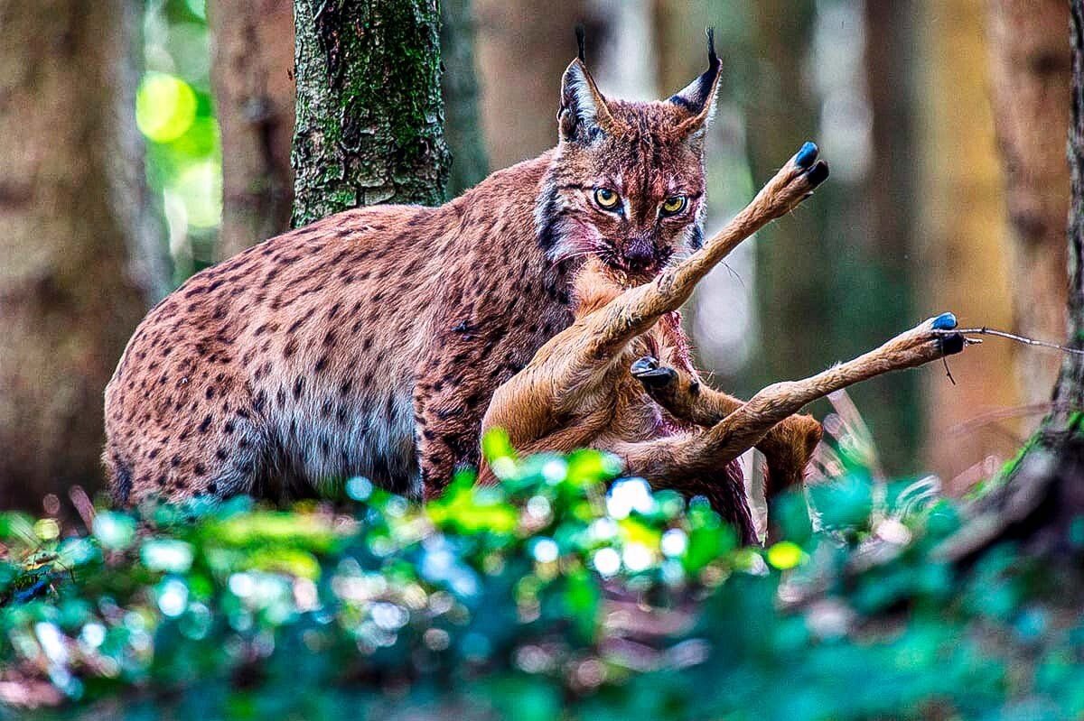 Мясо рыси. Обыкновенная Рысь Lynx Lynx. Евроазиатская (обыкновенная) Рысь. Рысь обыкновенная с рысятами. Рысь обыкновенная питание.