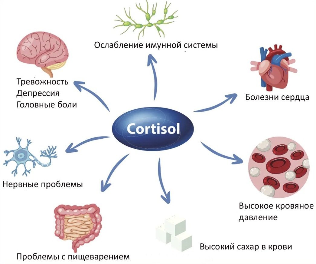 Как проверить кортизол в организме у женщин
