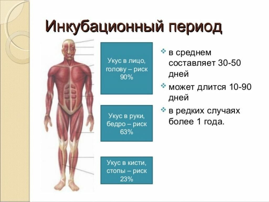 Бешенство через сколько после укуса