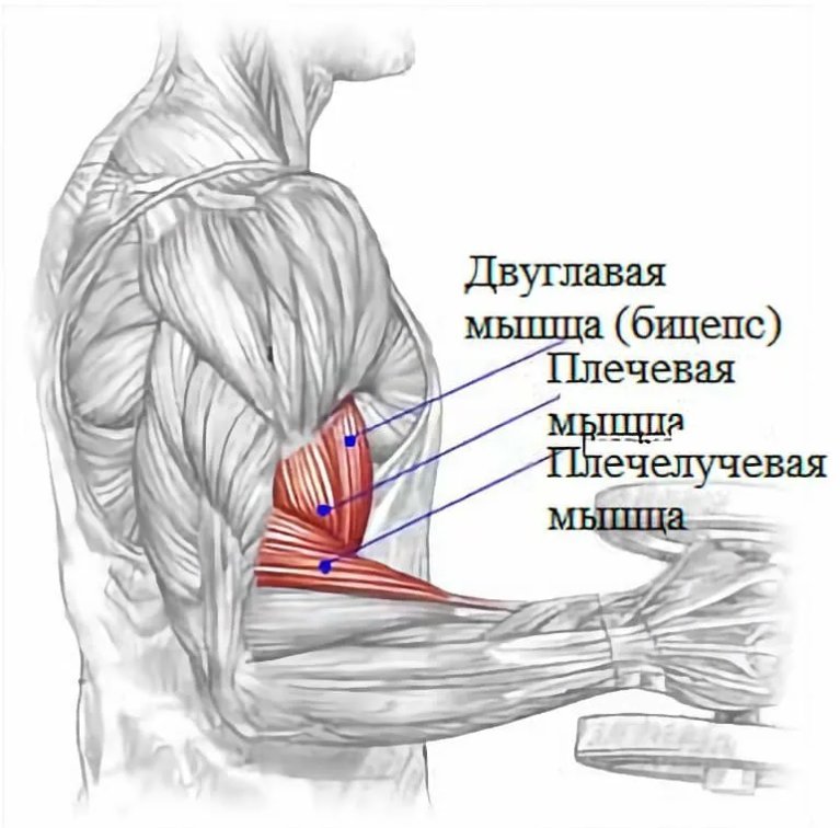 упражнение для бицепса и трицепса