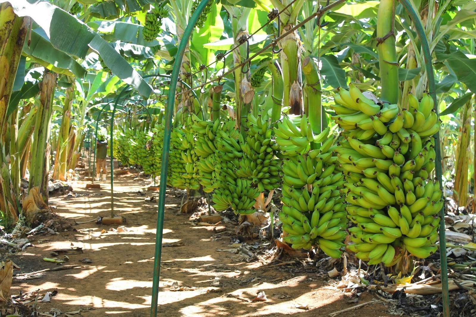 Банановые плантации в Египте