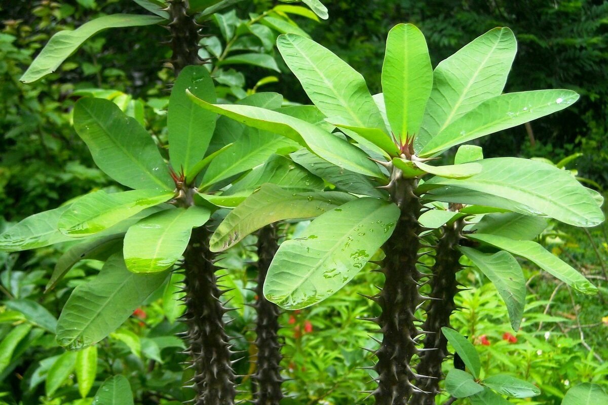 эуфорбия молочай. молочай гребенчатый. цветок молочай эуфорбия. эуфорбия молочай беложилковый. молочай эуфорбия пальма.