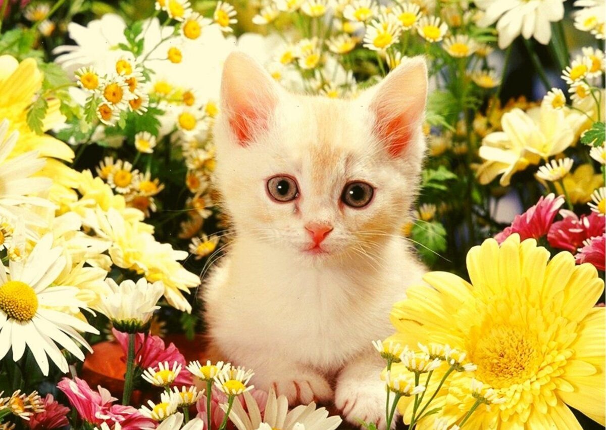 Красивые котята в цветах
