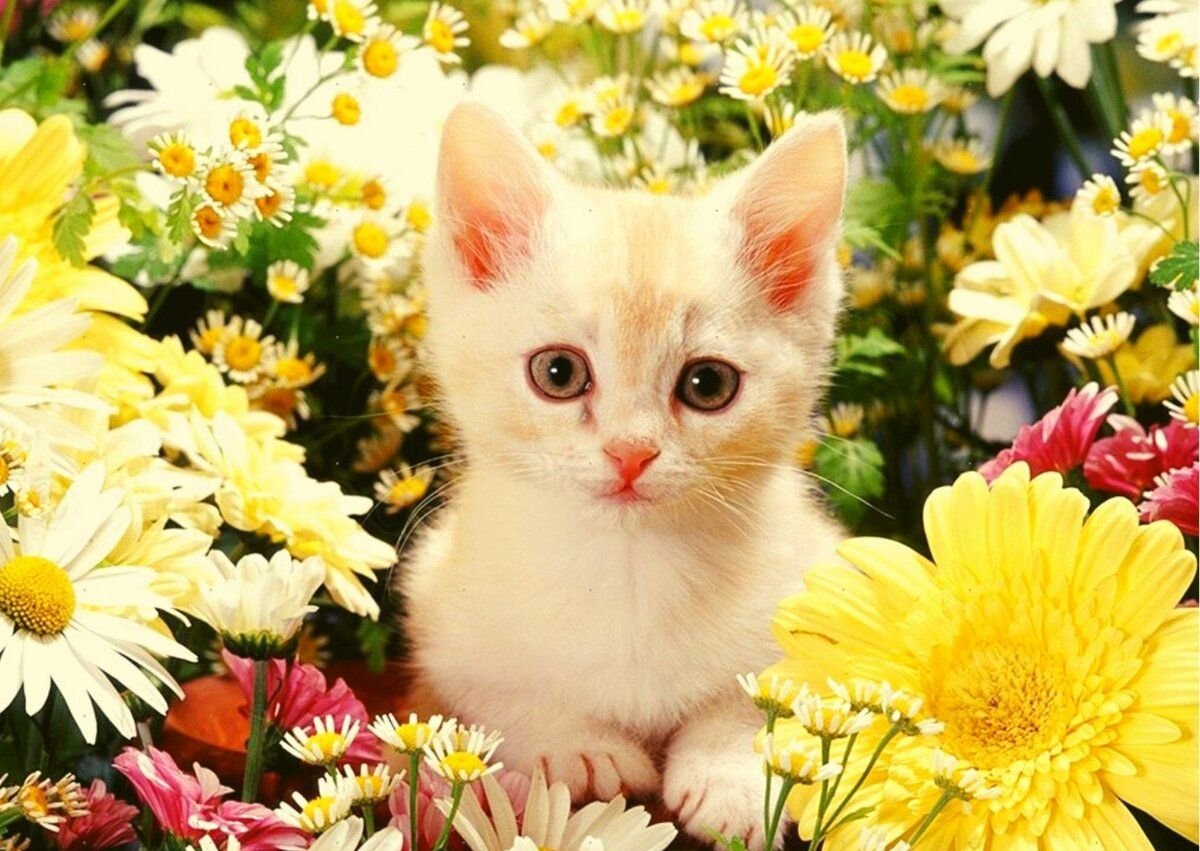 Красивые картинки с котиками