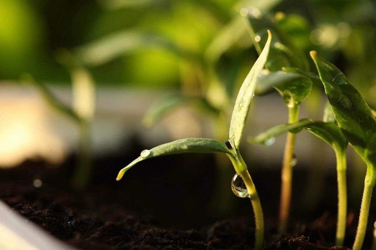 Прорастание семян. Прорастание семян проросток. Seed germination. Пророщенные семена цветов. Растение прорастает.