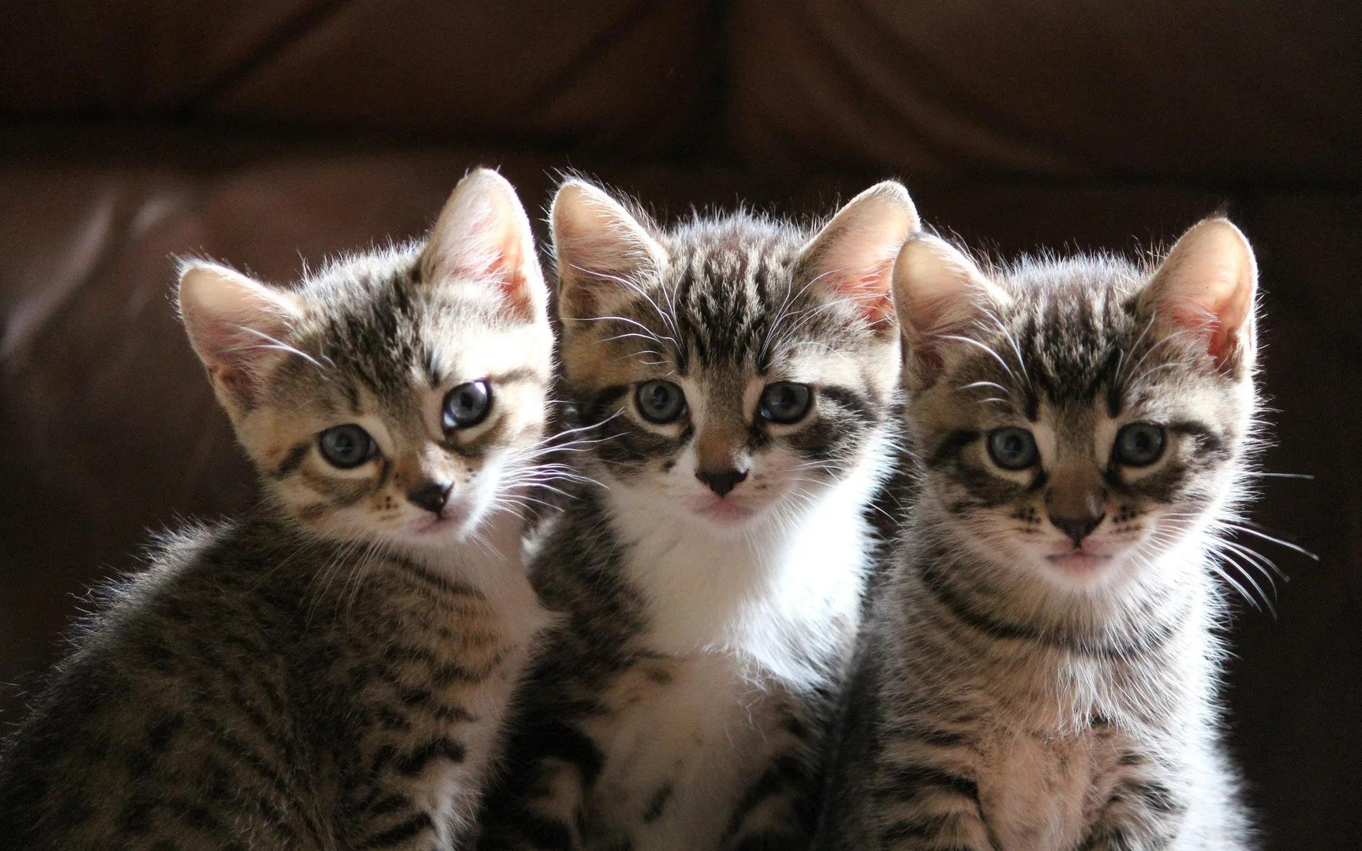 Покажи кот котенка. Три кошки. Милые кошки. Фотографии котят. Трое котят.