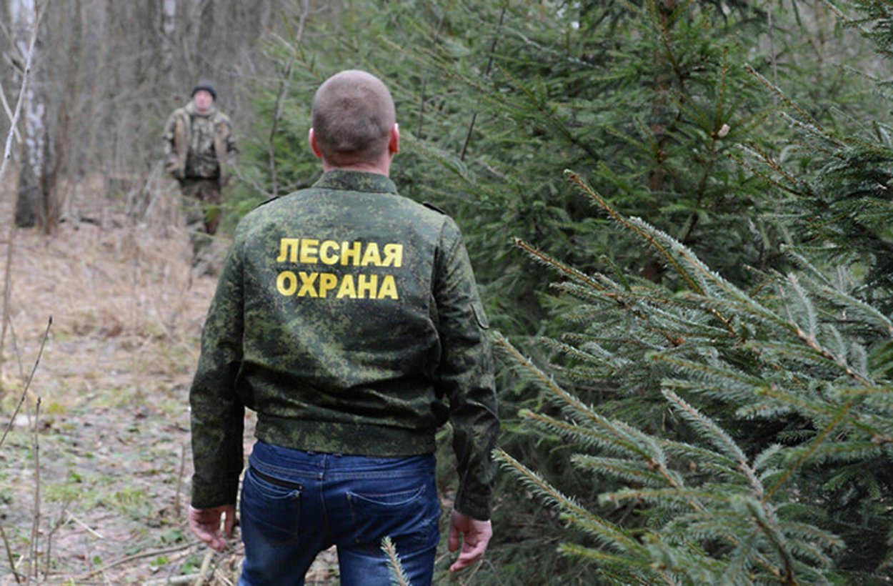 защита леса. охрана леса. лес под охраной. охрана лесов. предотвращение лесных пожаров.