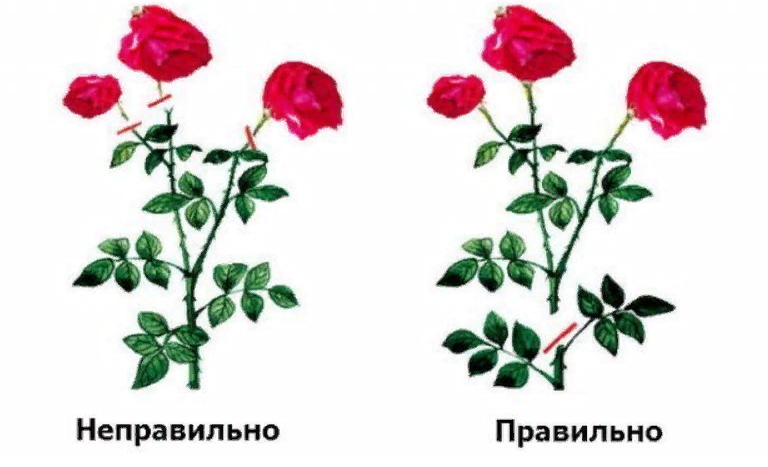 Летняя обрезка роз для повторного цветения схема