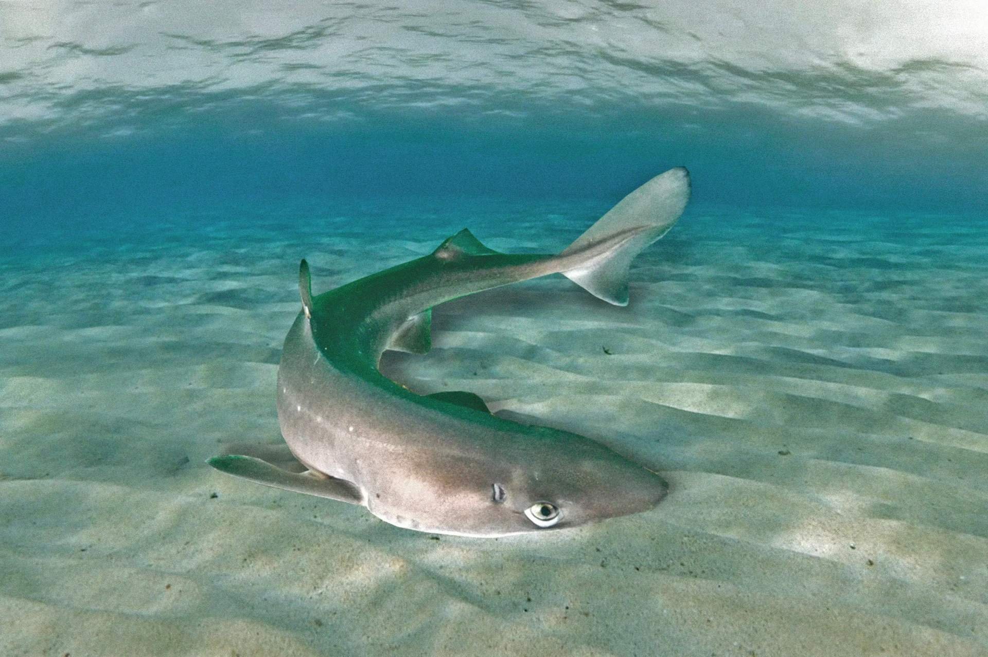 как акулы водятся в черном море