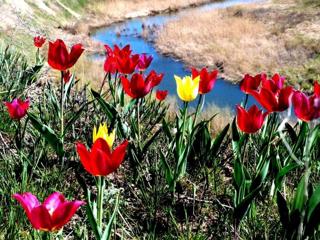 Фото дикие тюльпаны казахстан