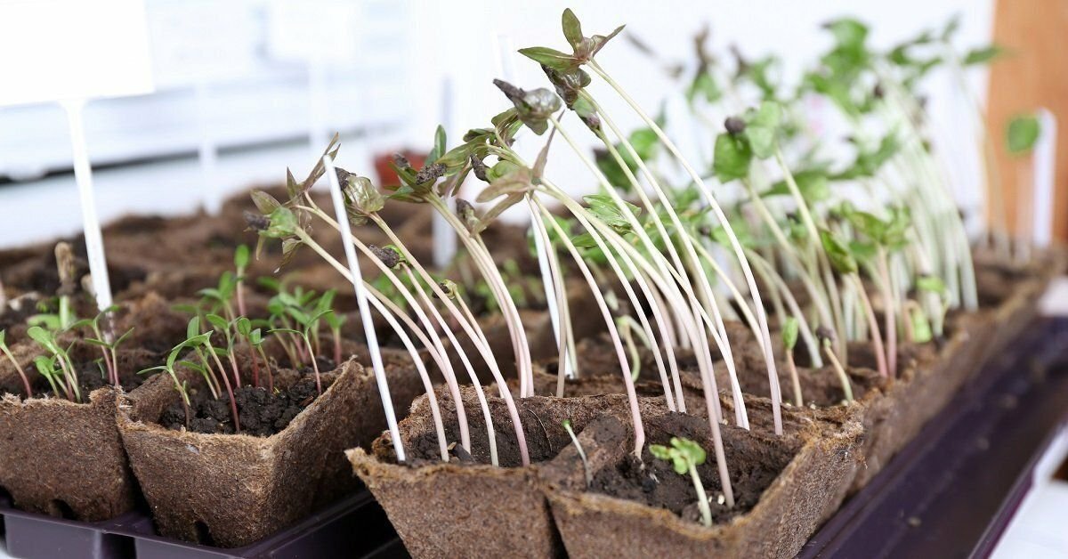 Рассада помидоров вытянулась и слишком тонкие стебли. Томат киви рассада. Рассада вытянулась. Рассада. Рассада петунии вытягивается.