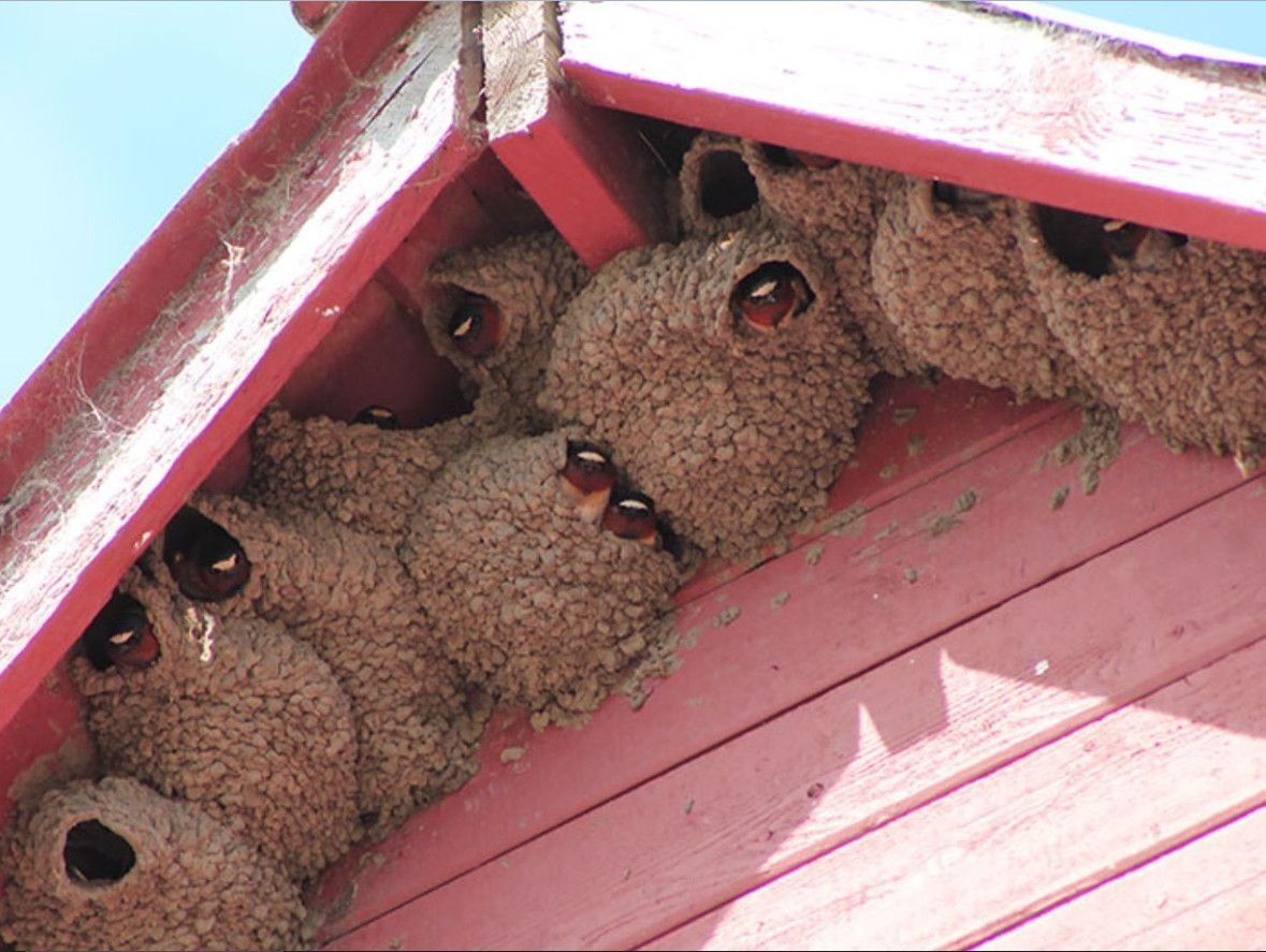 дом зверей и птиц. животные и их домики. гнездо ласточки под крышей. скворечник для скворцов. картина птицы.