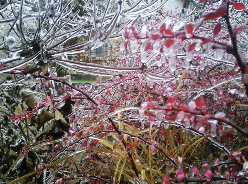 Огород в ноябре. Сад в ноябре. Дача в ноябре. Ноябрьский сад. Растения в ноябре.