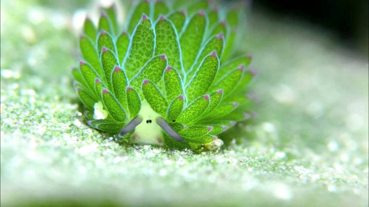 СЛИЗЕНЬ Costasiella kuroshimae
