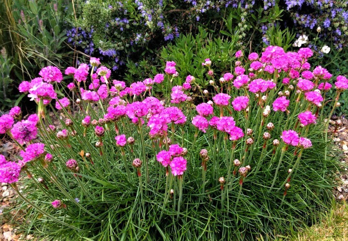 Армерия Приморская (Armeria maritima)