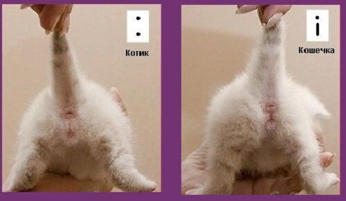 Как определить пол котенка 1 месяц фото пошагово