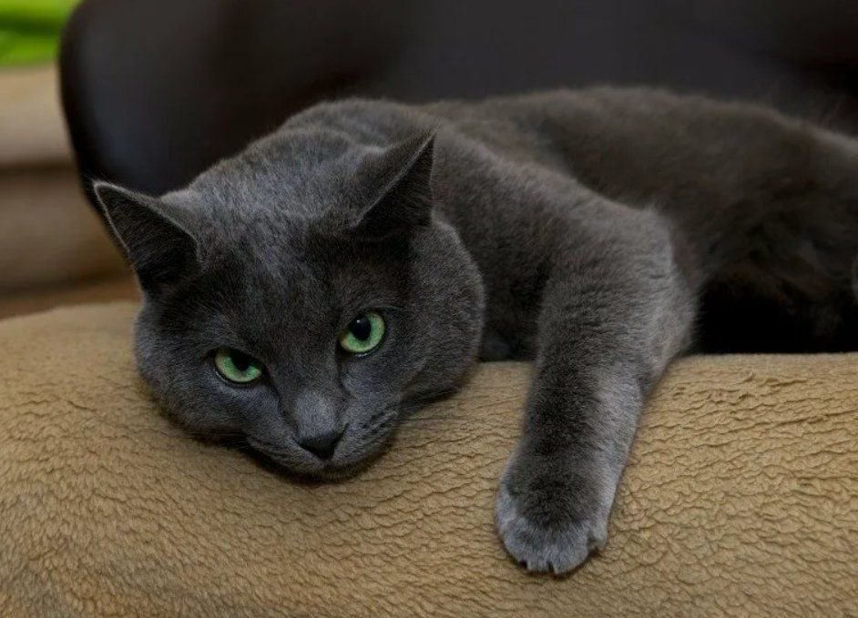 Русская голубая кошка фото характер