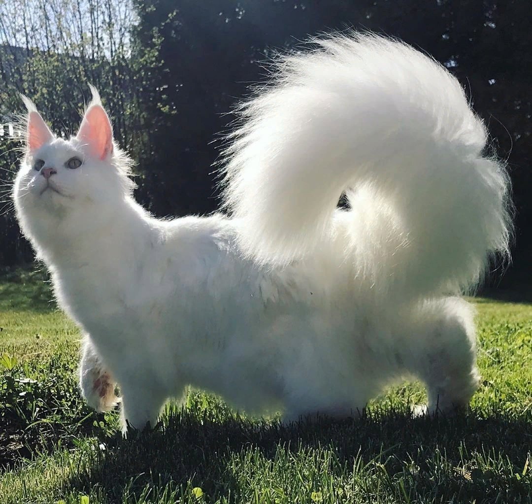 Самое хвостатое животное. Белые Мейн куны. Турецкая ангора Манчкин. Манчкин и Мейн кун. Белая кошка Мейн кун.