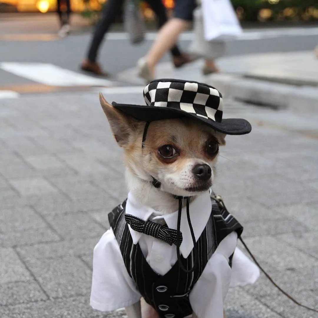 Одежда для енота полоскуна. Одежда для собак. Самые модные собаки. Морда быка. Енот-полоскун.