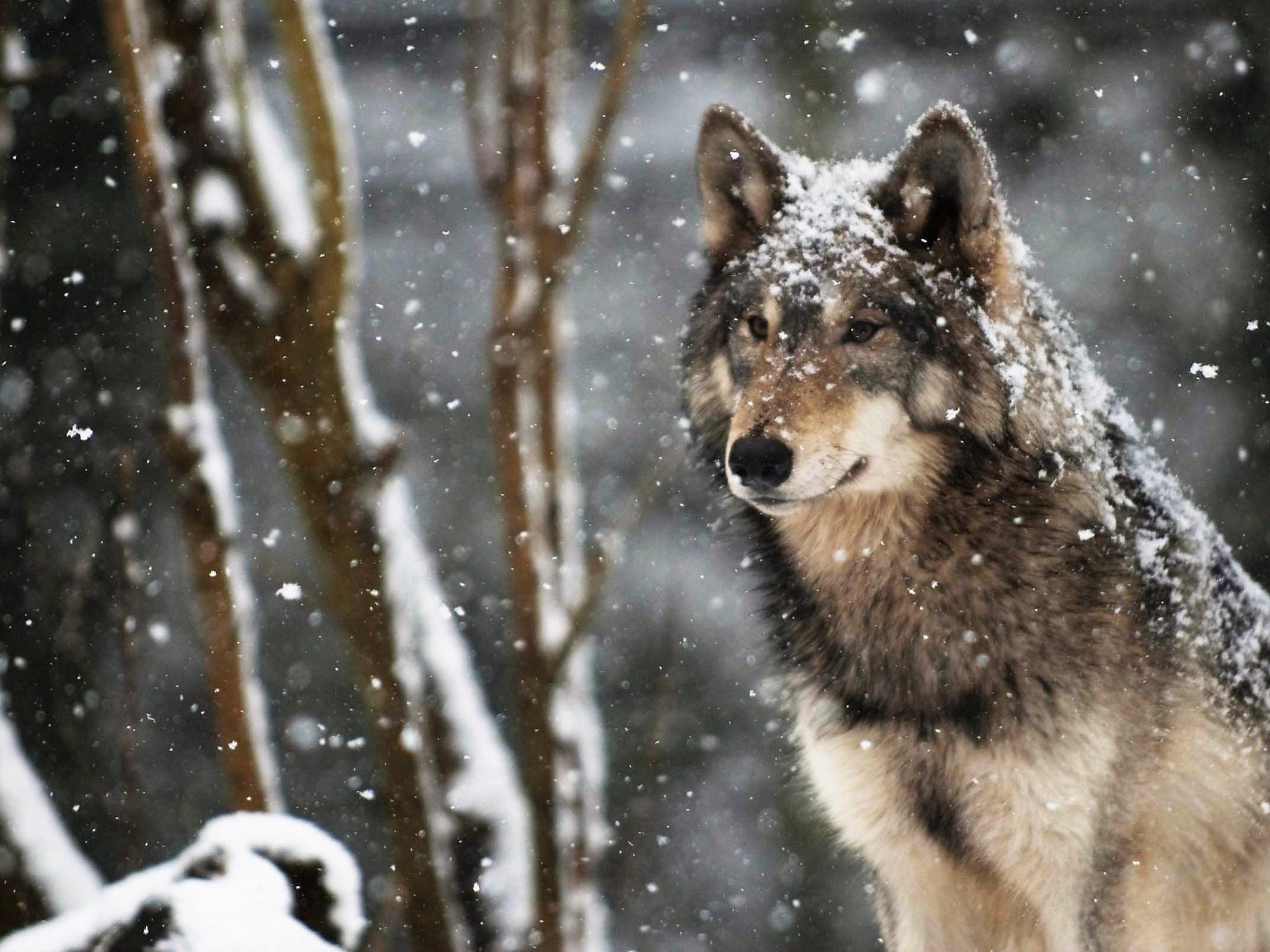 Волк в Снежном лесу
