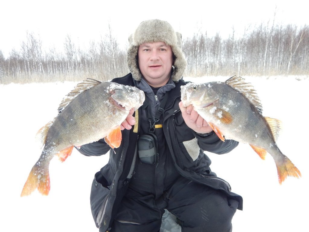 Большую зимнюю рыбалку. Зимняя рыбалка на щуку. Улов рыбака зимой. Крупный окунь зимой. Рыбалка на льду.