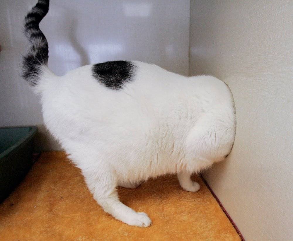 Толстая белая кошка
