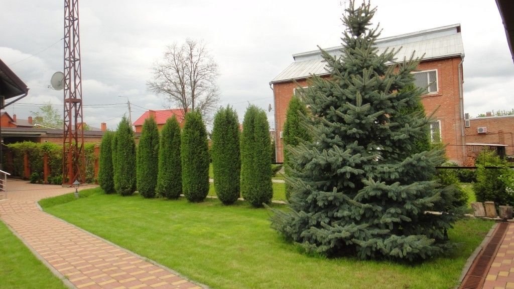 ель, ёлка, пихта, сосна саженцы. хвойное дерево на участке приметы. хвойное дерево на участке приметы. примета высадить ель. лиственница европейская крупномер.