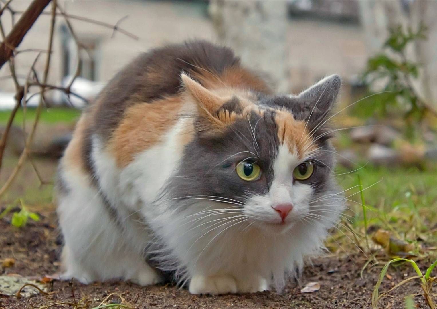 трехцветная пушистая кошка фото