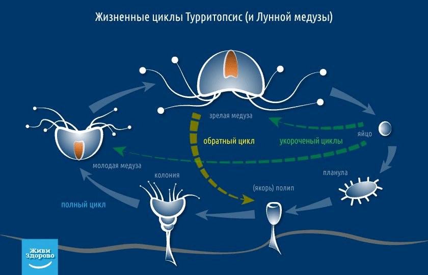 Стадия жизненного цикла медузы. Turritopsis nutricula жизненный цикл. Бессмертная медуза жизненный цикл. Бессмертная медуза Turritopsis nutricula. Медуза турритопсис цикл жизни.