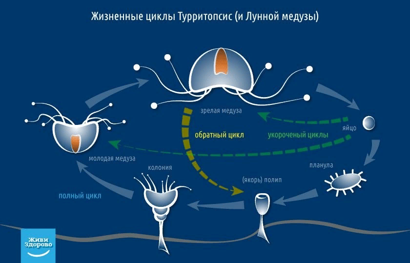 Жизненный цикл полипа. Бессмертная медуза жизненный цикл. Turritopsis nutricula жизненный цикл. Медуза Turritopsis nutricula размножение. Turritopsis dohrnii жизненный цикл.