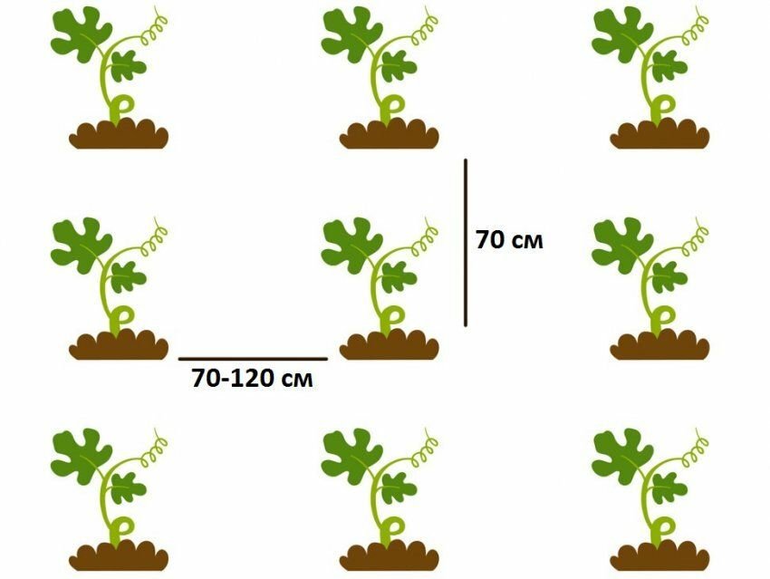 Схема посадки арбузов