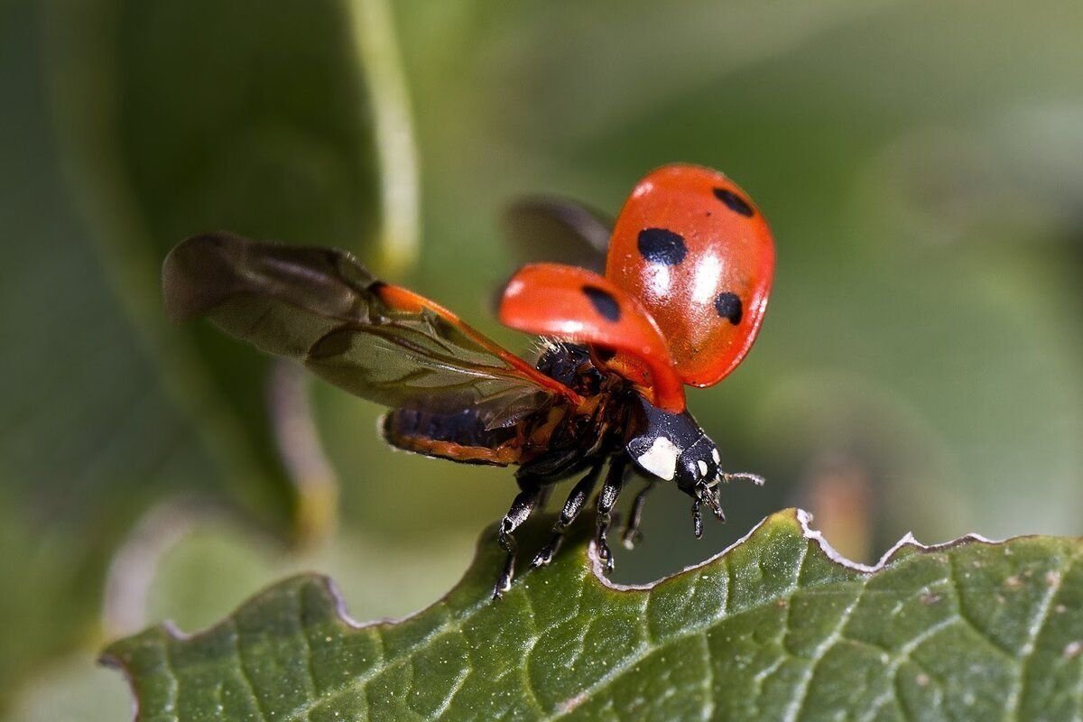 Насекомые это. Жесткокрылые Божья коровка. Божья коровка Арлекин. Ladybird Божья коровка. Азиатская Божья коровка.